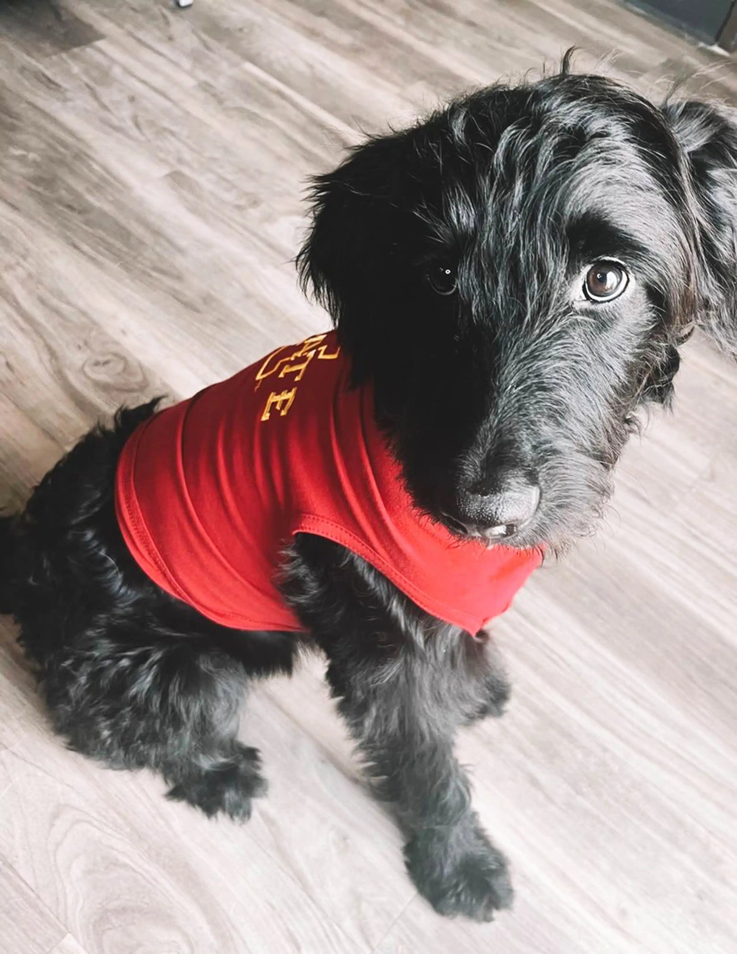 ISU Dog T-Shirt